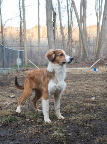 English Shepherd puppies outside NYC