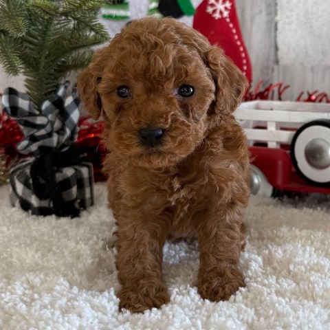 Available toy poodle puppies both male and females