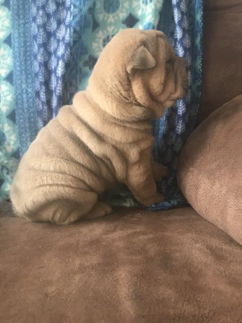 Chinese Shar Pei puppy for sale + 59192