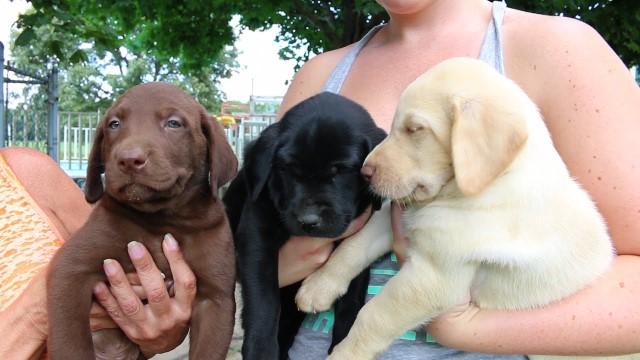 Vet Checked Labrador Retriever Puppies