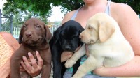 Vet Checked Labrador Retriever Puppies Labrador Retriever for sale/adoption