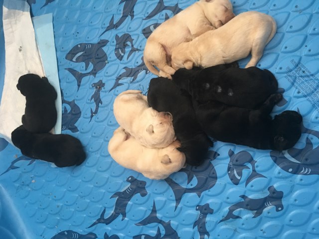 Labrador Retriever puppies (AKC registered) available for sale
