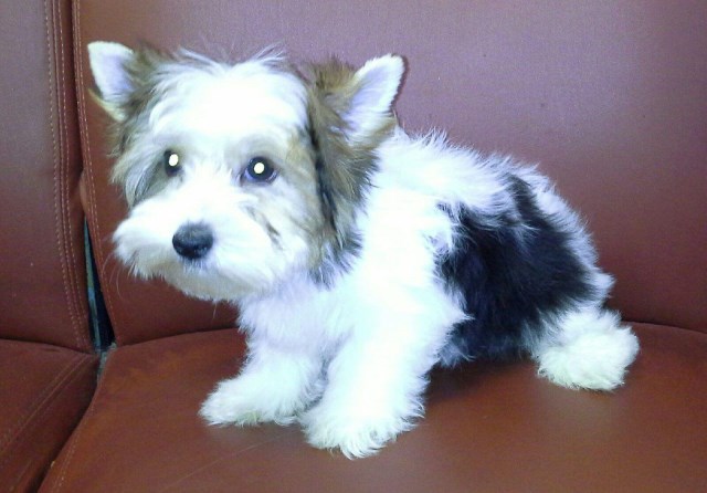Pampered Morkie, Pom & Yorkie Puppies For Sale