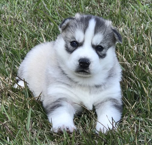 AKC & CKC Siberian Husky Puppies