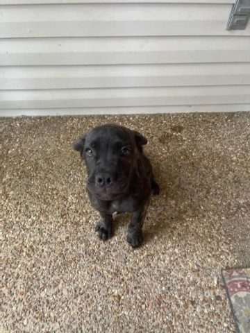 Cane Corso puppy for sale + 63697