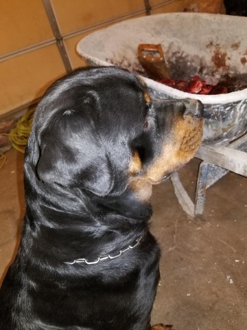 Rottweiler puppy for sale + 56906
