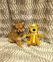 4 pomeranian puppies looking for new homes Pomeranian for sale/adoption