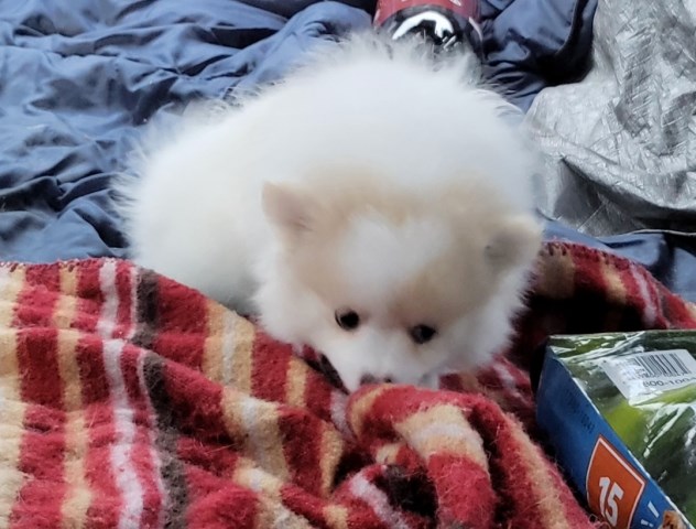 Pomeranian puppy for sale + 66595