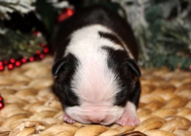 Boston Terrier puppy for sale + 54537