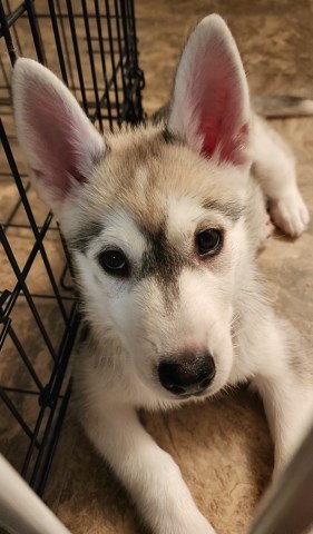Siberian Husky puppy for sale + 66745
