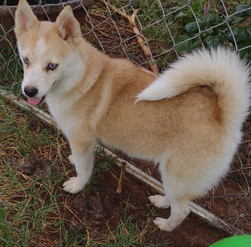 Pomsky kennel reduction