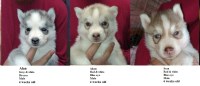 AKC Siberian Husky Champion  lines Siberian Husky for sale/adoption