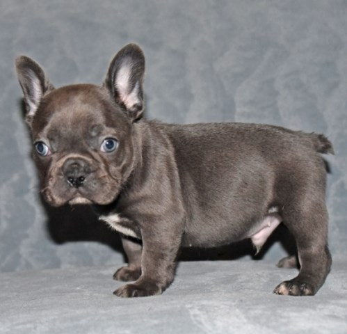 Gorgeous Male French Bulldog puppy for sale