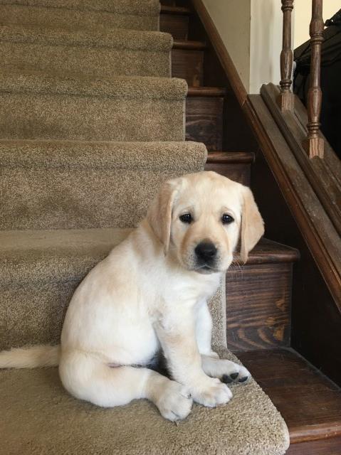Labrador Retriever puppy for sale + 60306
