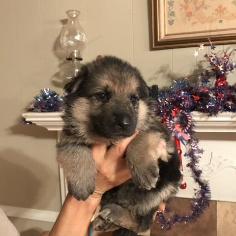 ckc registered german shepherd pups