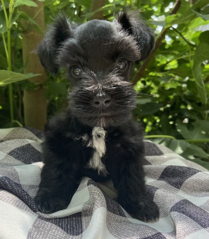 Miniature schnauzer puppies