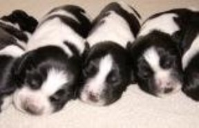 AKC REGISTERD ENGLISH SPRINGER SPANIEL PUPPIES