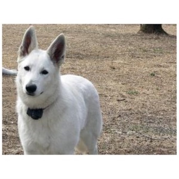 AKC Champion Grandsired White German Shepherd Puppies