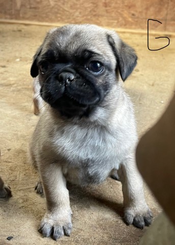 Pug puppy for sale + 66346