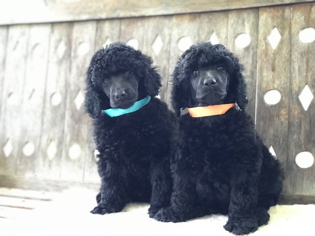 AKC Standard Poodle Puppies