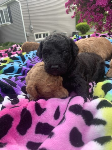 Goldendoodle Puppies (Standard Size) - New Jersey