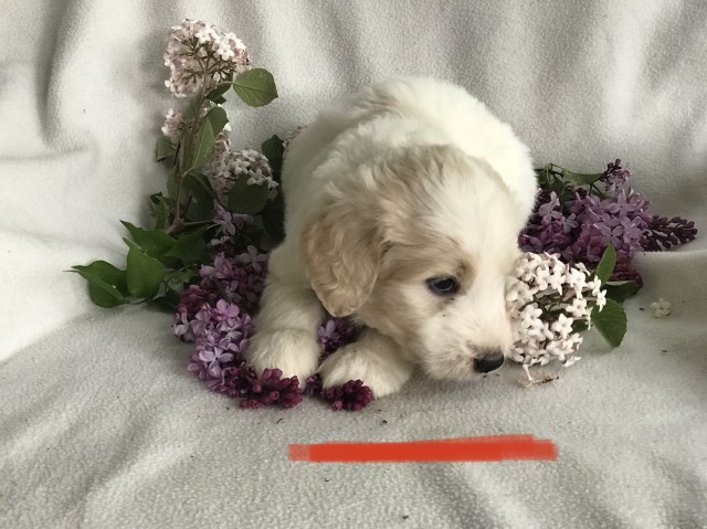 Great Pyrenees puppy for sale + 61763