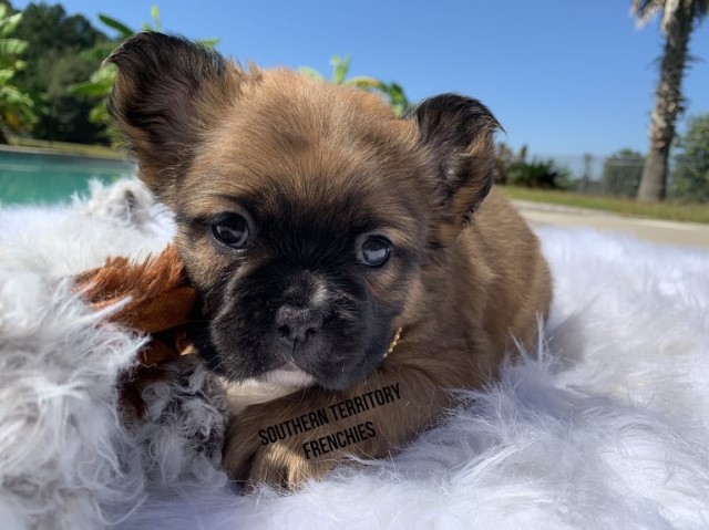 Red Baron ... VISUAL FLUFFY FRENCHIE