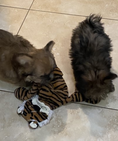 Mi Ki puppy dog for sale in Sun City, Arizona