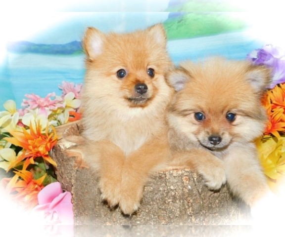 Chicago Toy Pomeranian  Babies.  Financing!!