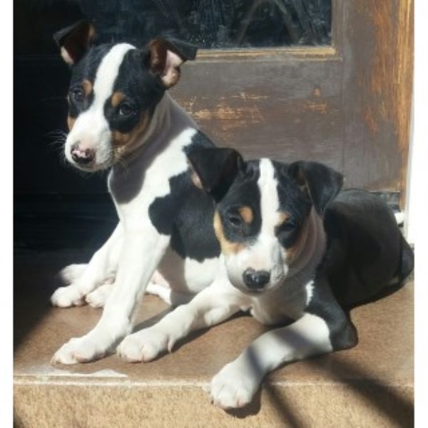 Rat Terrier puppy dog for sale in San Diego, California