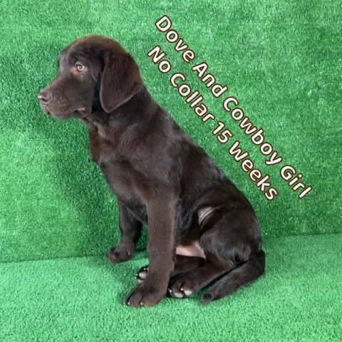 Labrador Retriever puppy for sale + 63977