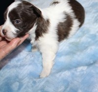 Havanese Puppies and Dogs for sale near you Havanese Puppies and Dogs for sale near you