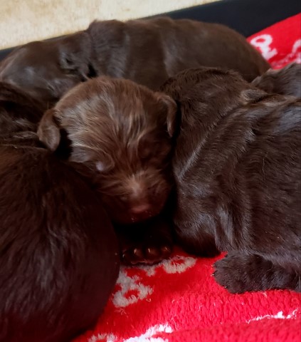 Beautiful chocolate goldendoodle puppies