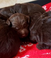 Beautiful chocolate goldendoodle puppies Goldendoodle for sale/adoption