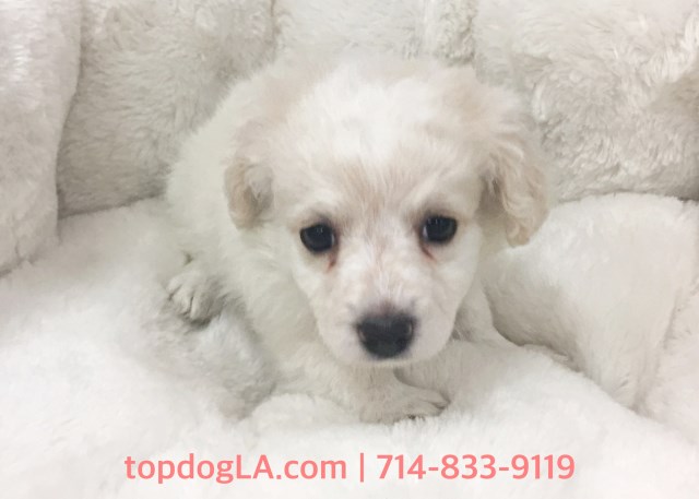 Cockapoo puppy for sale + 52887