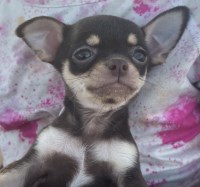 Chihuahua thumbnail
