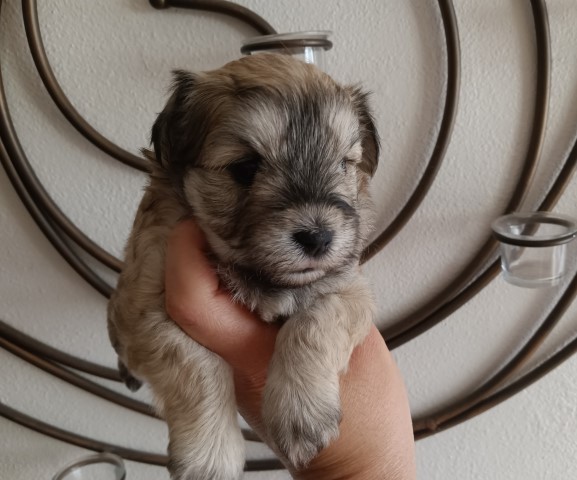 Miniature Schnauzer puppy for sale + 62992
