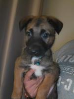 Pups need home. We're moving Malinois for sale/adoption