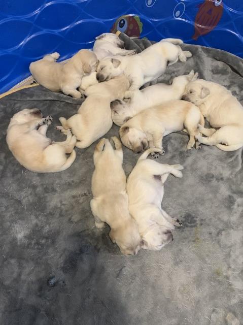 Golden Retriever puppy for sale + 61948