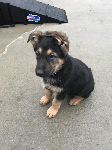 German Shepherd Puppies for Sale