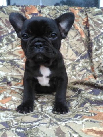 French Bulldog puppy dog for sale in Peoria, Illinois