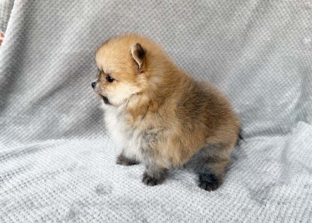 Pomeranian puppy for sale + 67104