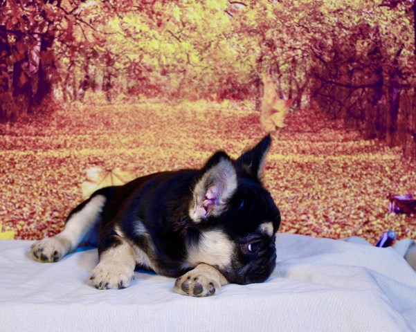 French Bulldog puppy for sale + 66936