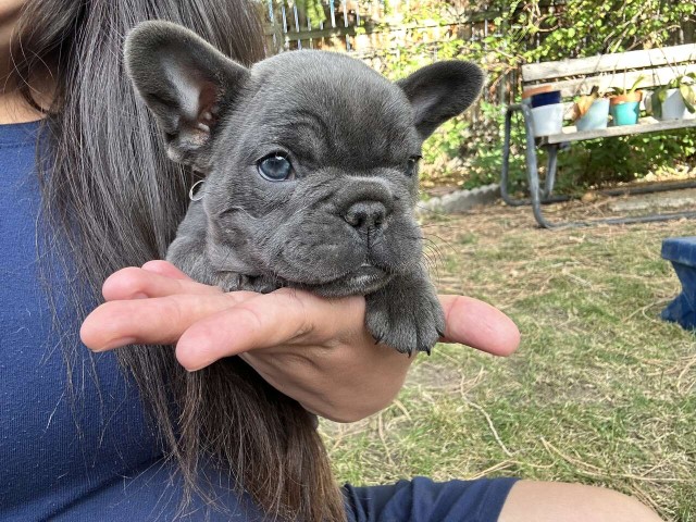 French Bulldog puppy for sale + 64059