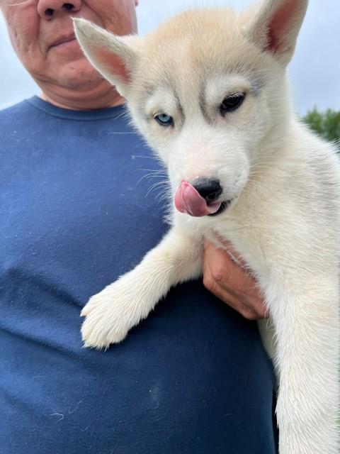 Soleil AKC Siberian Husky pup