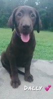 AKC Labrador Retriever Labrador Retriever for sale/adoption