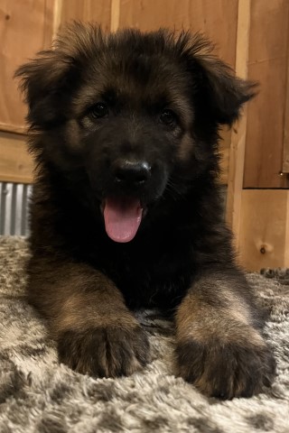 German shepherd puppies