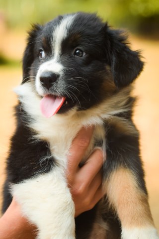 Australian Shepherd Dog puppy for sale + 53748