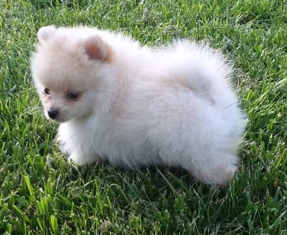 Pomeranian, Cream puppy.  Finch Lines