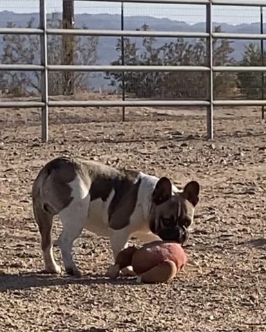 French Bulldog puppy for sale + 64506